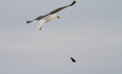 Great black back gull