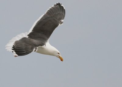 Great black back gull