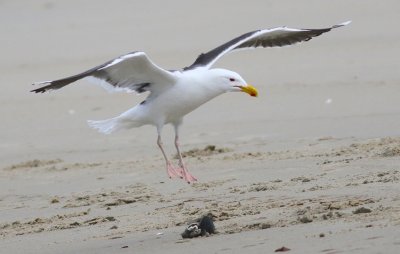 Great black back gull