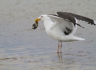 Great black back gull
