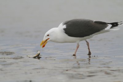 Great black back gull