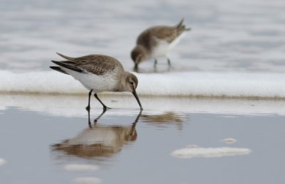 Dunlin