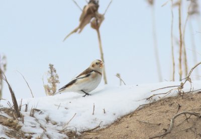 Snow bunting