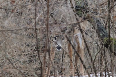 White tail deer