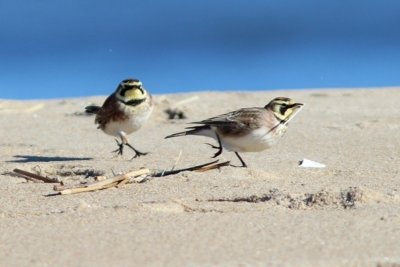 Horned lark