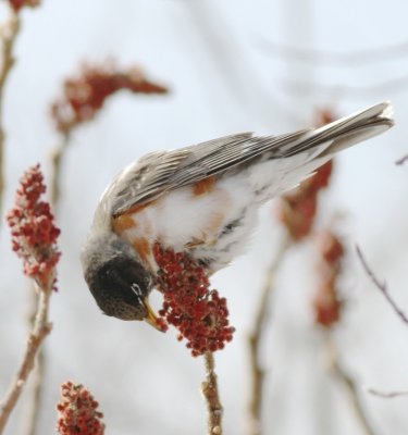 American robin: leucistic