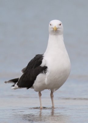 Great black backed gull