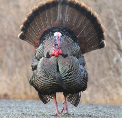 Wild turkey