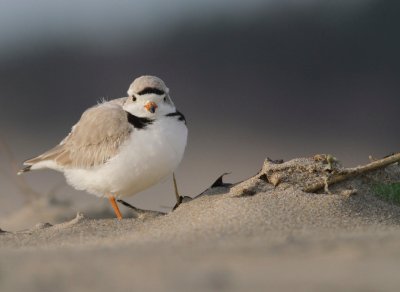 Piping plover