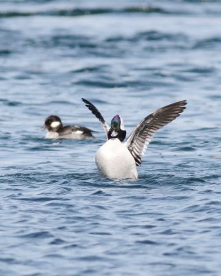 Buffleheads 