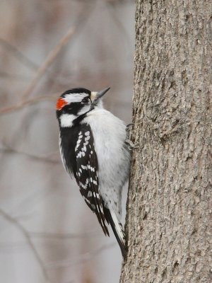 Downey woodpecker