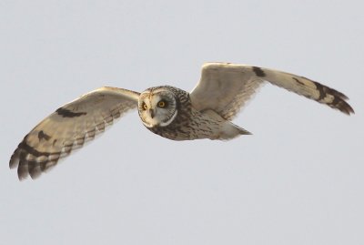 Short eared owl