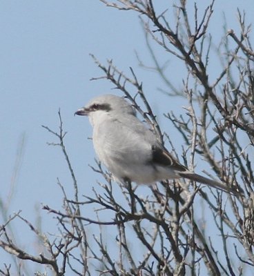 Northern shrike