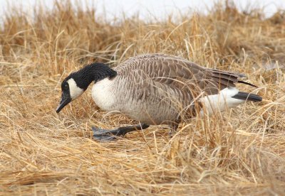Canada goose