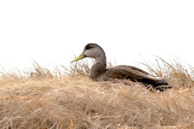 Black duck