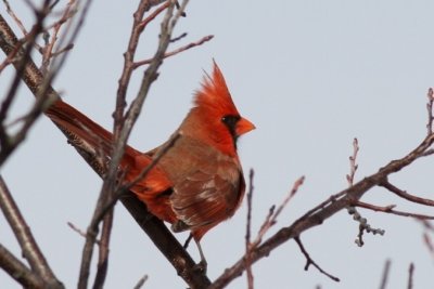Northern cardinal