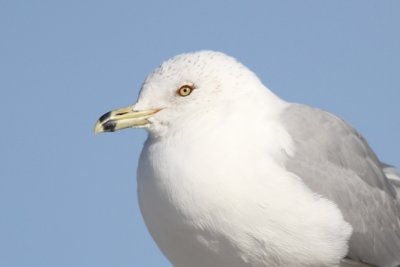 Ring billed gull