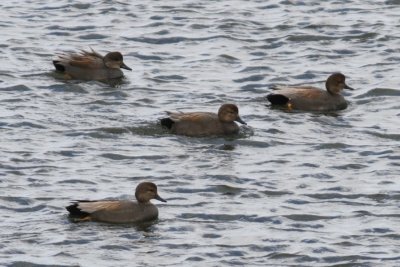 Gadwall
