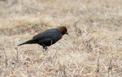 Brown headed cowbird