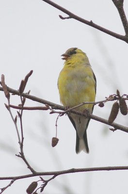American goldfinch