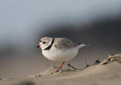Piping plover