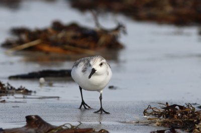 Sanderling