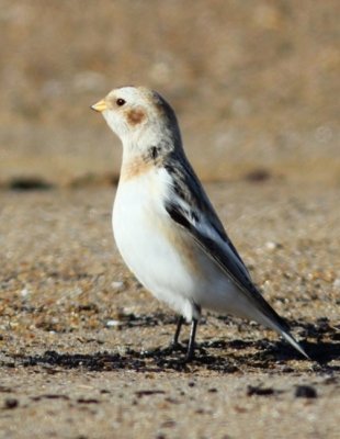 Snow bunting