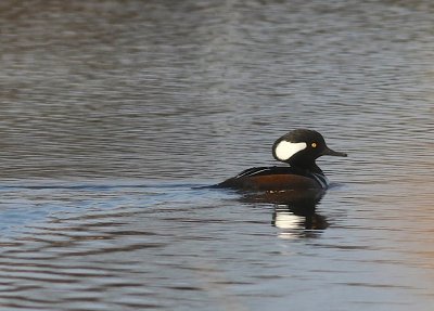 Hooded merganser