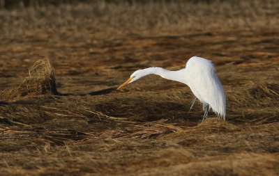 Great egret