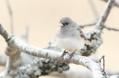 Dark eyed junco
