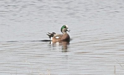 American widgeon