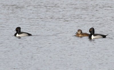 Ring necked duck