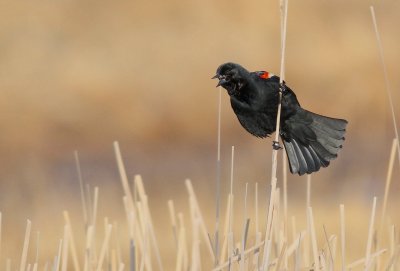 Red winged blackbird
