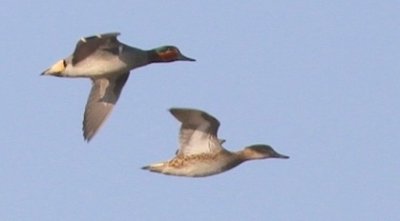 Green winged teal