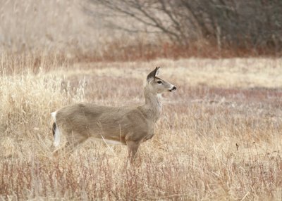 White tail deer