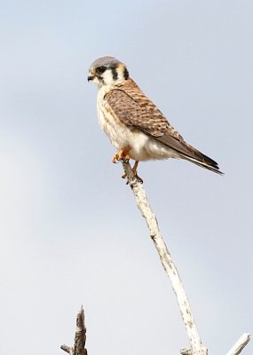 American kestrel