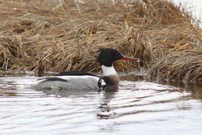 Red breasted merganser