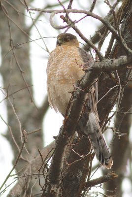 Cooper's hawk