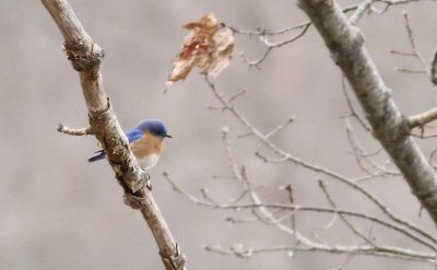 Eastern bluebird