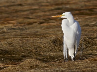 Great egret