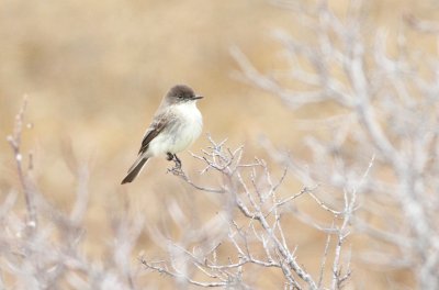 Eastern phoebe