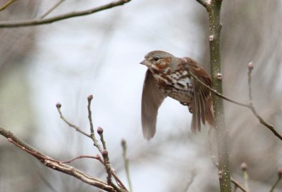 Fox sparrow