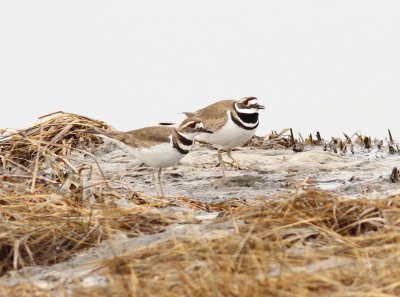 Killdeer