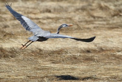 Great blue heron