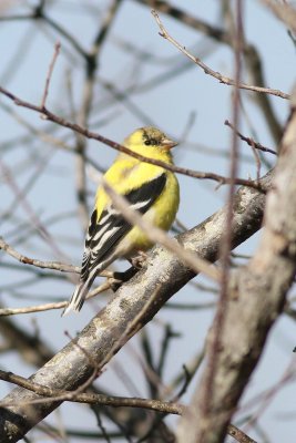 American goldfinch 