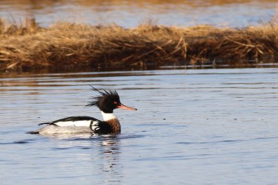 Red breasted merganser