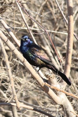 Common grackle