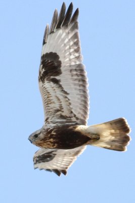 Rough legged hawk