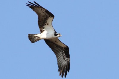 Osprey