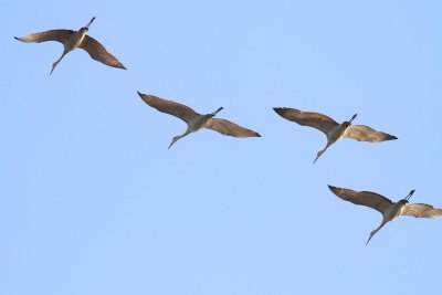 Sandhill crane